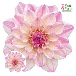 K48. Dārza dālija - Garden Zarina