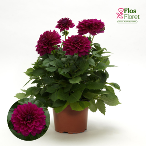 K50. Dārza dālija - Maxi Purple