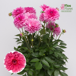 K54. Dārza dālija - Maxi Mendoza