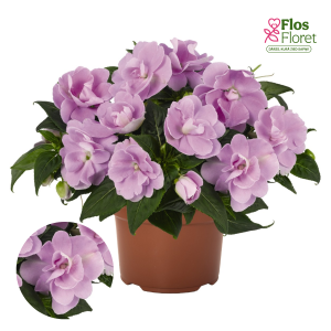 K58. Jaungvinejas balzamīne - Wild Romance Lavender