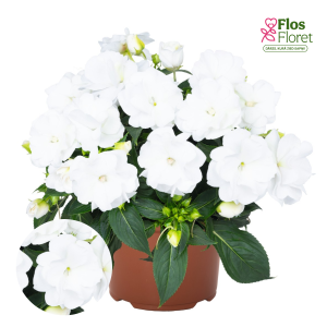 K60. Jaungvinejas balzamīne - Wild Romance White