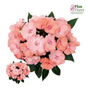 K61. Jaungvinejas balzamīne - Paradise Nosara