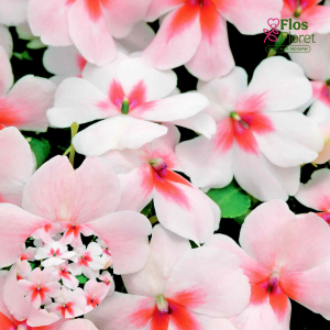 K62. Jaungvinejas balzamīne - Campos Rose Splash