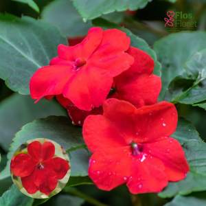 K65. Vallera balzamīne - Anniņas - Vitara Red