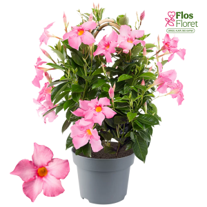 G98. Mandevilla - Diamantina Opale Fuchsia flamme