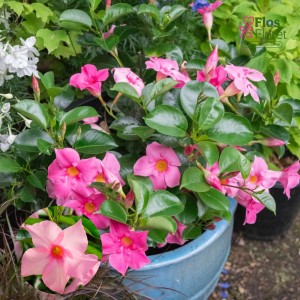 G99. Mandevilla - TOURMALINE ‘Rose’