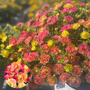 H45. Kalibrahoja - Chameleon Double 4 Desert Rose