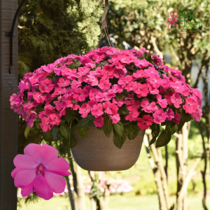 K79. Jaungvinejas balzamīne - Solarscape Pink Jewel