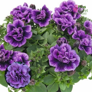 M51. Petūnija - Sugar Plum