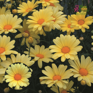 M79. Krūmveida argirantēma - Butterfly