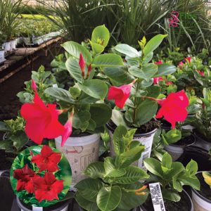 G100. Mandevilla - TOURMALINE ‘Intense Fuchsia’