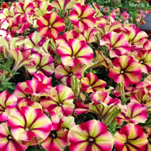 M52. Petūnija - Crazytunia Razzmatazz