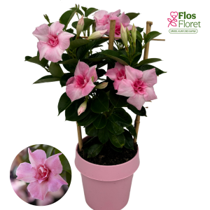 H1. Mandevilla - Dipladenia Cream Pink