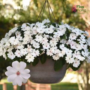 K81. Jaungvinejas balzamīne - Solarscape White Pearl