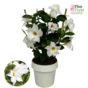 H2. Mandevilla - Dipladenia White