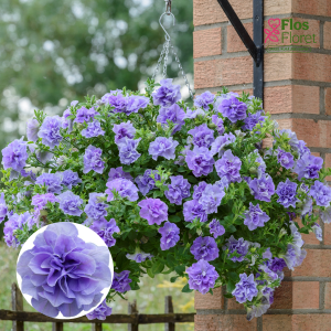 M54. Petūnija - Tumbelina Maria