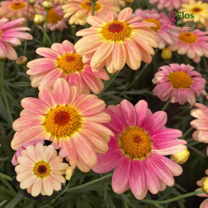 M82. Krūmveida argirantēma - Aramis Peach Eye