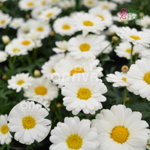 M83. Krūmveida argirantēma - Aramis Milk