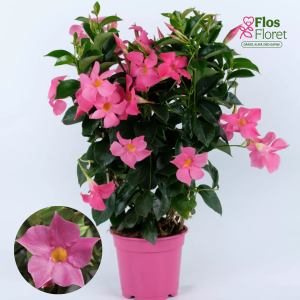 H4. Mandevilla - Dipladenia Rio Pink