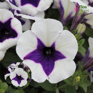 M56. Petūnija - Fortado Blue Picotee