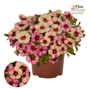 H50. Kalibrahoja - Rainbow Hot Pink