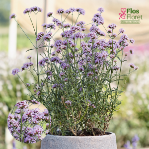 K85. Dienvidamerikas verbena - Little Cloud