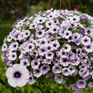 M57. Petūnija - Surfinia Blue Vein