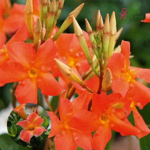 H6. Mandevilla - Diamantina Jade Orange Coral