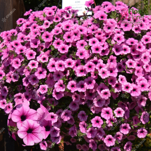 M58. Petūnija - Surfinia Pink Vein