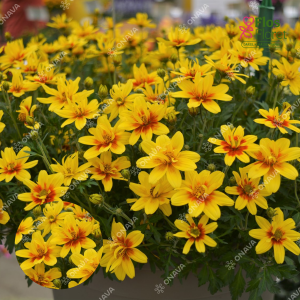 M86. Ferullapu sunītis - Eldoro  Red Yellow Center