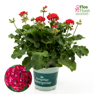 H7. Pelargonium (vinteidž sērija) - Rosebud Red (Stāvā)