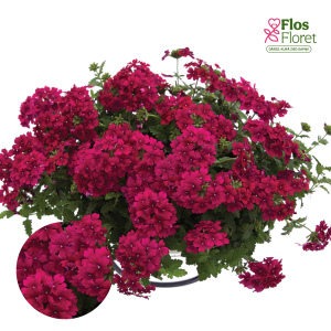 K87. Hibrīdā verbena - Estrella Merlot Improved