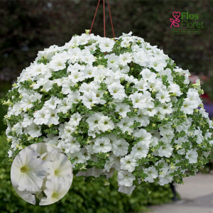 M59. Petūnija - Surfinia Snow	