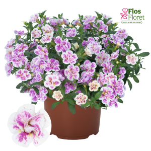 H35. Kalibrahoja - Aloha Double Pink Blush