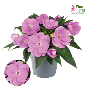 K69. Jaungvinejas balzamīne - Clockwork™ GL Lavender