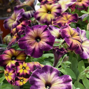 M41. Petūnija - Crazytunia Moonstruck