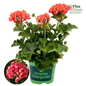 H8. Pelargonium (vinteidž sērija) - Red Pandora (Stāvā)