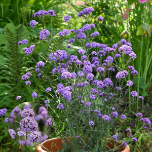 K88. Dienvidamerikas verbena - Royal Dreams