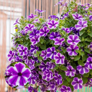 M60. Petūnija - Surfinia Trailing Blue Lagoon Star (Keiperurihem)