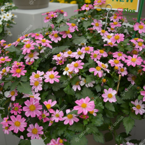 M88. Ferullapu sunītis - Pink Princess