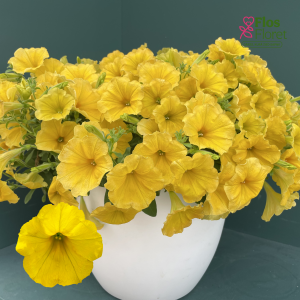 M61. Petūnija - Surfinia Trailing Dark Yellow Morn