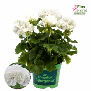 H10. Pelargonium (vinteidž sērija) - Princesse Karla (Stāvā)