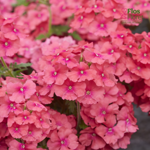 K91. Peru verbena - Vectura Salmon Rose