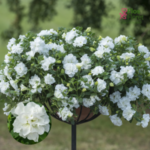 M62. Petūnija - Tumbelina Diana