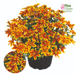 M90. Ferullapu sunītis - Mini Bee Crown