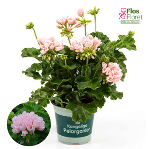 H11. Pelargonium (vinteidž sērija) - Emma DK (Stāvā)