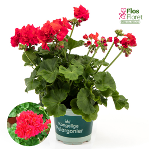 H12. Pelargonium (vinteidž sērija) - Dronning Margrethe (Stāvā)