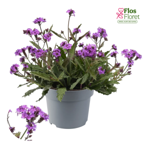 K93. Skarbā verbena - Venosa