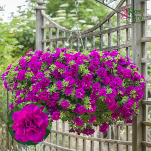 M64. Petūnija - Tumbelina Savanna