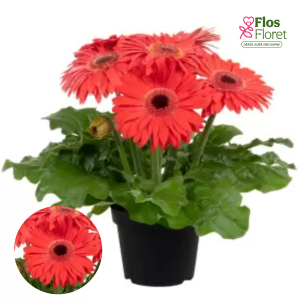 H13. Gerbera - Joybera Coral